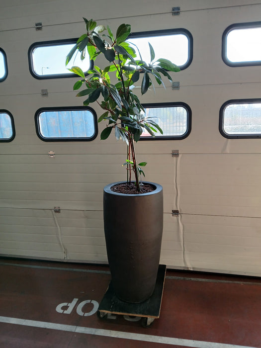 Keramische plantenpot met ficus, Diam. x H 47 x 90 / 210 cm