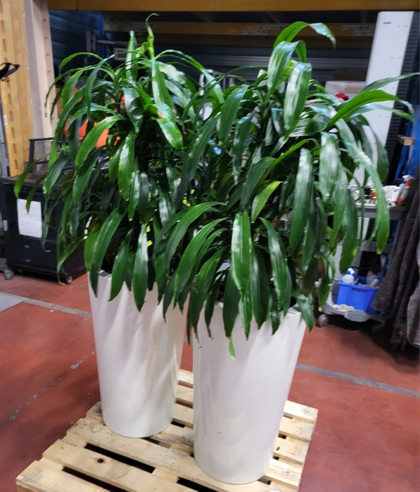 Draecena + pot, wit, diam. 45 cm Hoogte 76 cm, tot. hoogte, incl. plant 160 cm