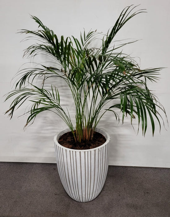 Plantenpot incl. plant, grijs kunststof, dia 45, H 58/150 cm