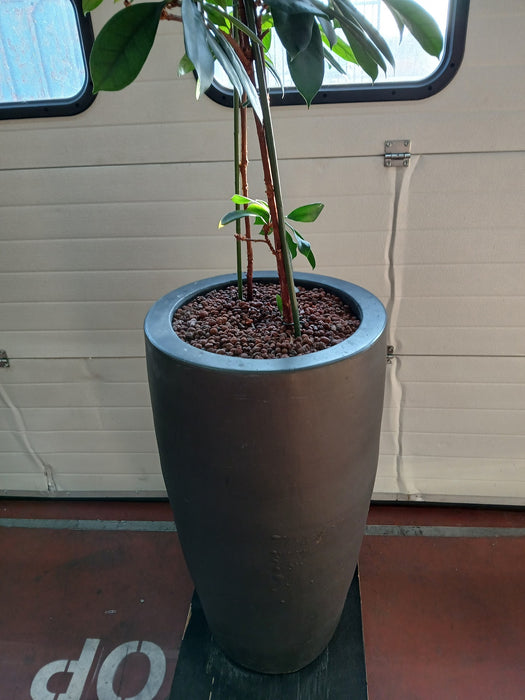 Keramische plantenpot met ficus, Diam. x H 47 x 90 / 210 cm