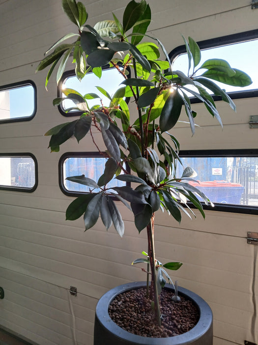 Keramische plantenpot met ficus, Diam. x H 47 x 90 / 210 cm