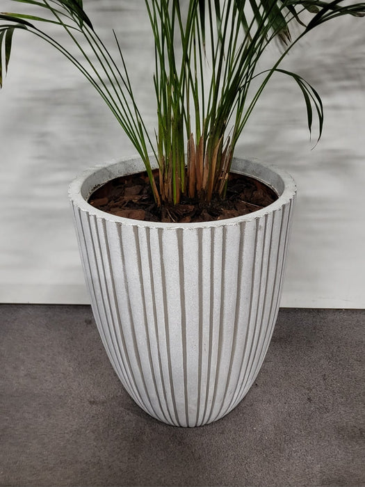 Plantenpot incl. plant, grijs kunststof, dia 45, H 58/150 cm