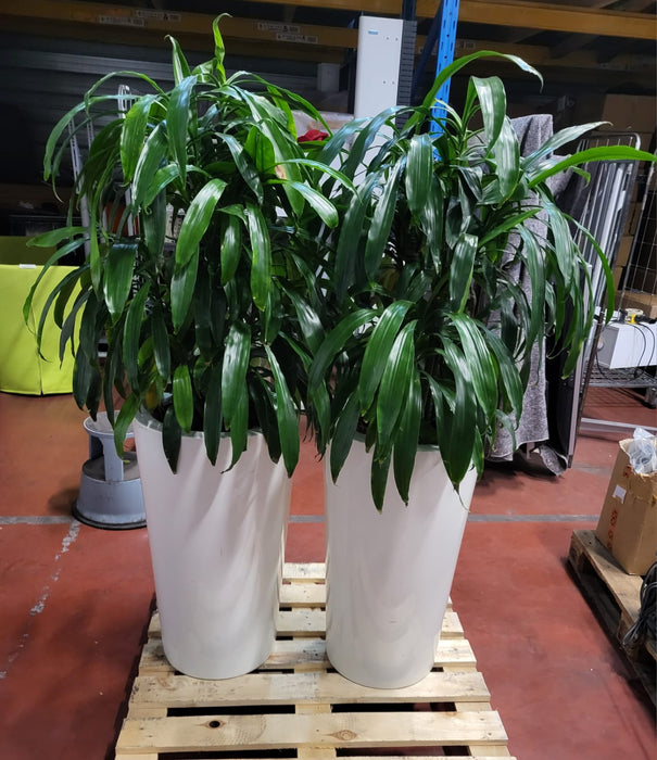 Draecena + pot, wit, diam. 45 cm Hoogte 76 cm, tot. hoogte, incl. plant 160 cm