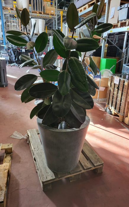 Plantenpot + (rubber)plant, verzinkt staal, 60 x 60 x 195 cm