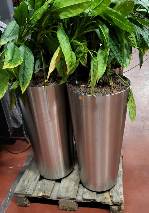 Plantenpot + plant, RVS, hoogte 80 cm diam. 40 cm