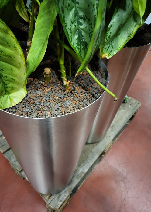 Plantenpot + plant, RVS, hoogte 80 cm diam. 40 cm