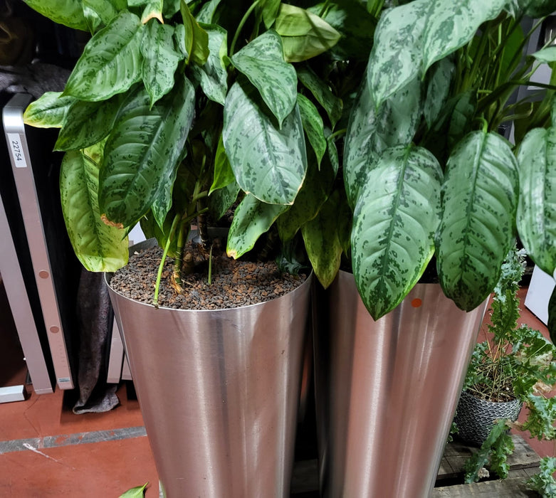 Plantenpot + plant, RVS, hoogte 80 cm diam. 40 cm